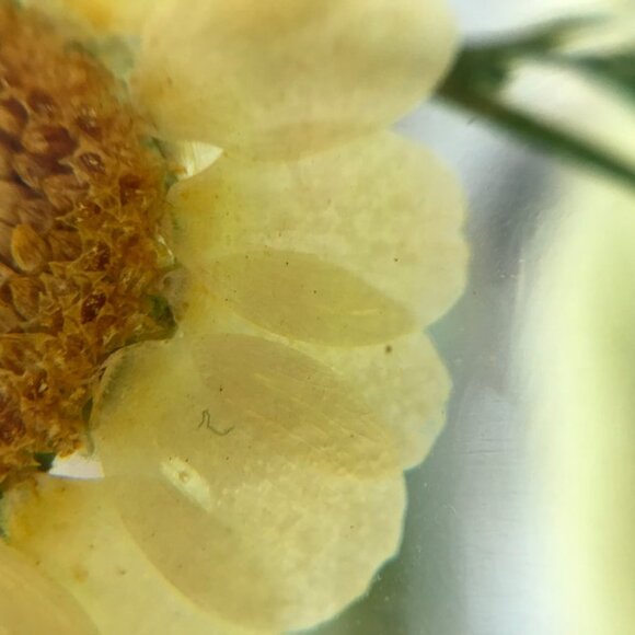 Summer Field Botanist Cuff - Picture 4 of 4